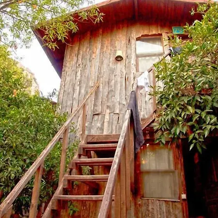 Bayrams Tree Olympos