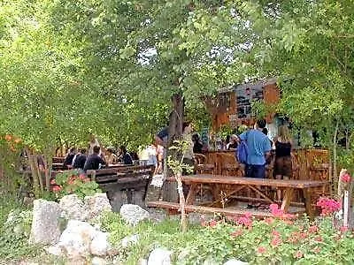 Bayrams Tree Olympos